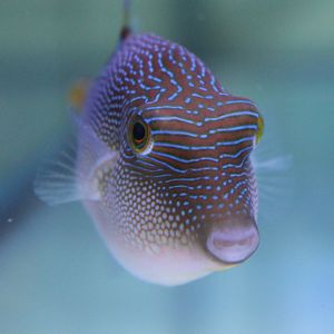 Canthigaster valentini