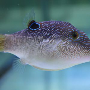 Canthigaster valentini