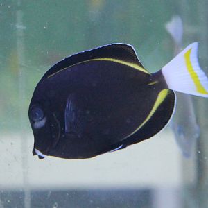 Acanthurus nigricans