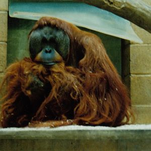 Orangutan, 1994