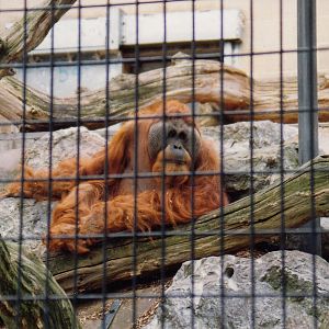 Orangutan, 1993