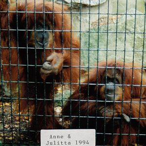 Orangutans, 1994
