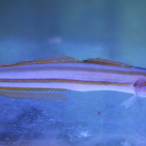 Lined dartfish - Ptereleotris grammica