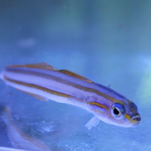Lined dartfish - Ptereleotris grammica