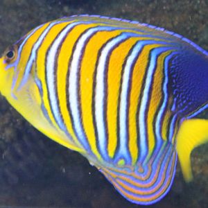 Pygoplites diacanthus