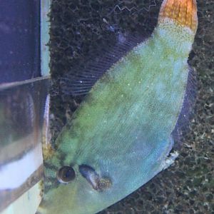 Filefish ID