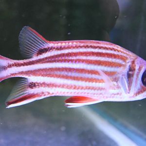 Sargocentron diadema