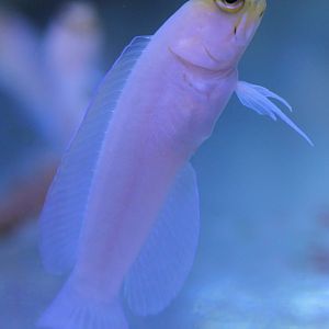 Opistognathus aurifrons