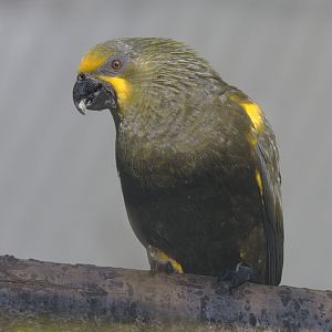 Duivenbode's lory showing its tongue brushes