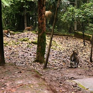 Wallaby exhibit