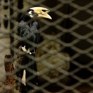 Oriental Pied Hornbill