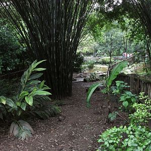 White-naped Crane exhibit