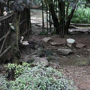Oriental white stork exhibit