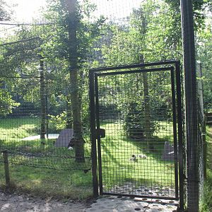 Guinea-pig - Scarlet ibis Enclosure