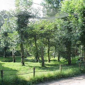 Guinea-pig - Scarlet ibis Enclosure