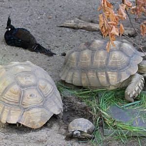 Peacock-pheasant and Tortoises