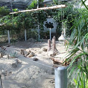 Meerkat-enclosure