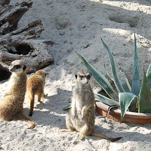 Meerkats