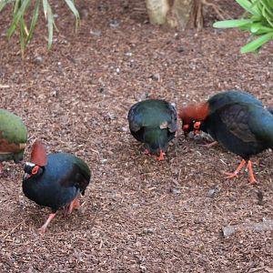 Crested wood-partidge