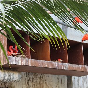 Nesting Scarlet ibisses