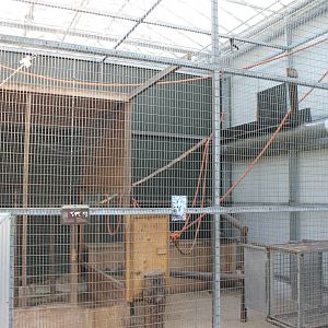 Indoor-enclosure Ring-tailed lemur