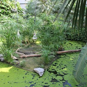 Enclosure Spectacled caiman