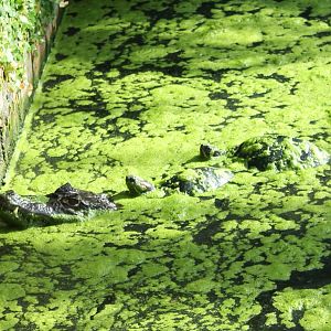 Sliders riding on a Caiman