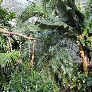 Vegitation in Tropical House
