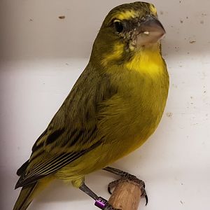 Brimstone canary