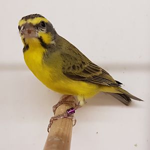 Green singing finch - aka Yellow-fronted canary