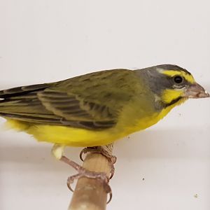 Green singing finch - aka Yellow-fronted canary