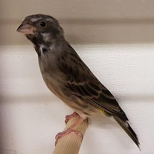 Yellow-rumped seedeater ssp somereni