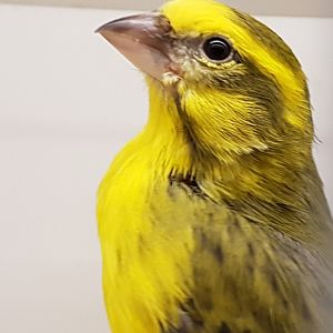 Yellow canary