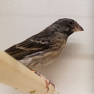 Yellow-rumped seedeater ssp somereni