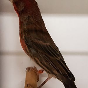 House finch