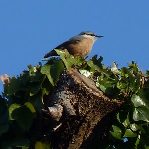 Wild Nuthatch, January 2017