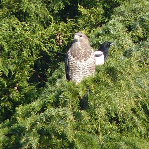 Buzzard and Magpie, January 2017