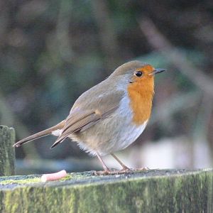 Robin, January 2017