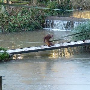 Bornean Orangutan, Tatau. January 2017