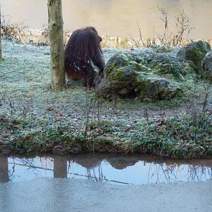 Bornean Orangutan, Gambira. January 2017