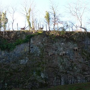 West Caucasian Tur exhibit, January 2017