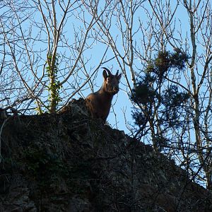 West Caucasian Tur, January 2017