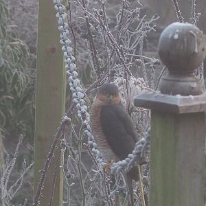 Sparrow hawk 23rd Jan.17
