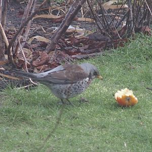 fieldfare with apple
