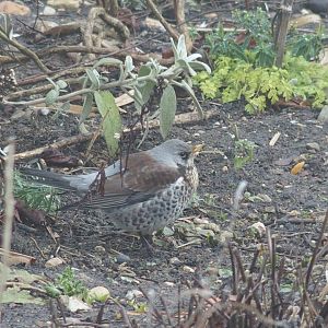 Fieldfare