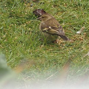 chaffinch with warty foot