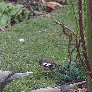 male chaffinch with warty foot.