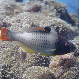 Bicolour parrotfish
