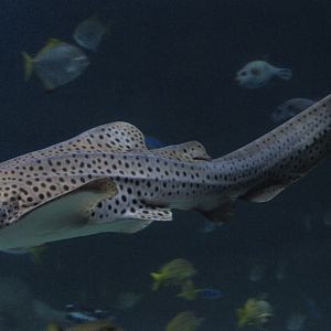 Zebra shark