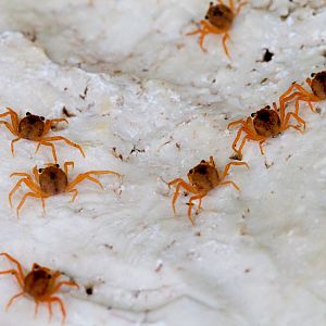 Christmas Island Red Crab megalops